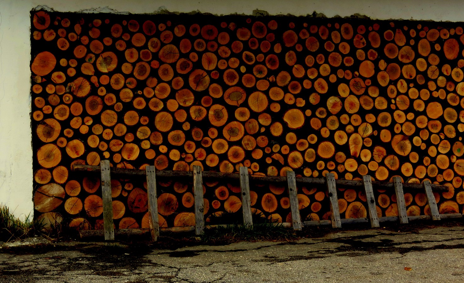 צילום: נורית פרידנטל