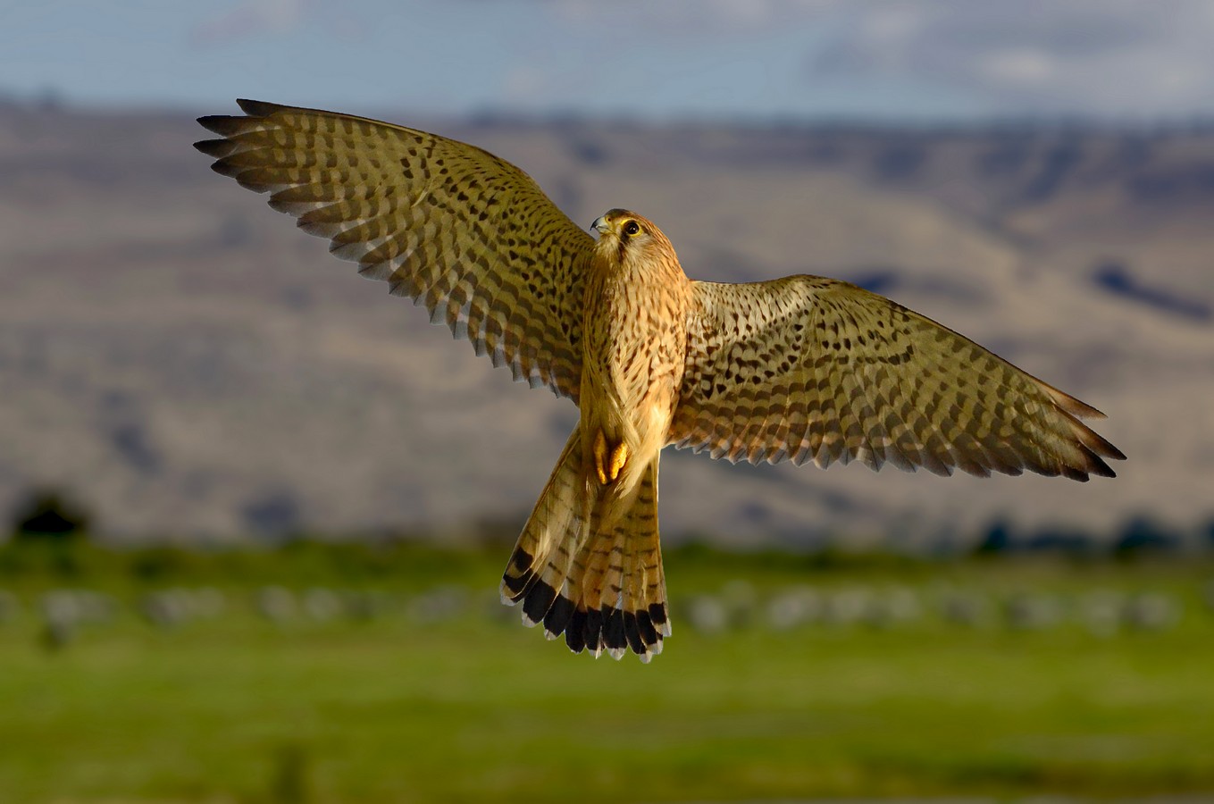 ‫שלום ניסימי‬‎