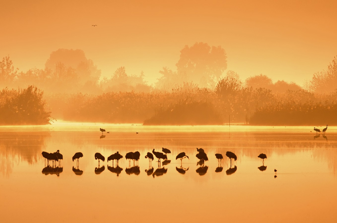 ‫שלום ניסימי‬‎