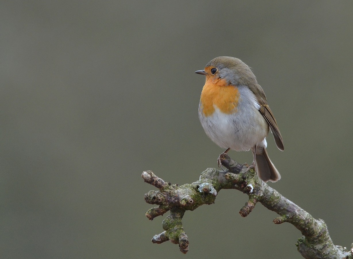 איציק איינהורן