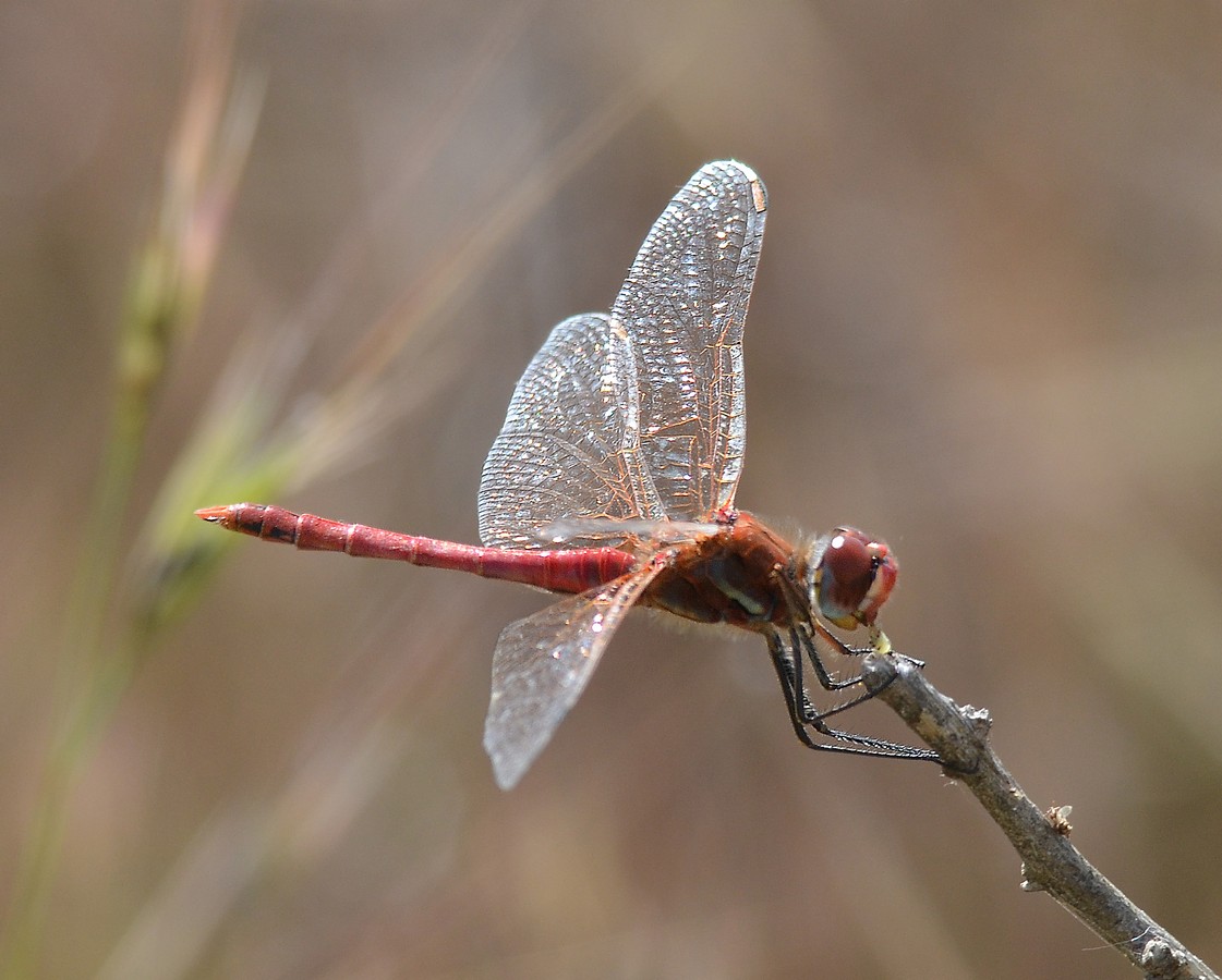 איציק איינהורן