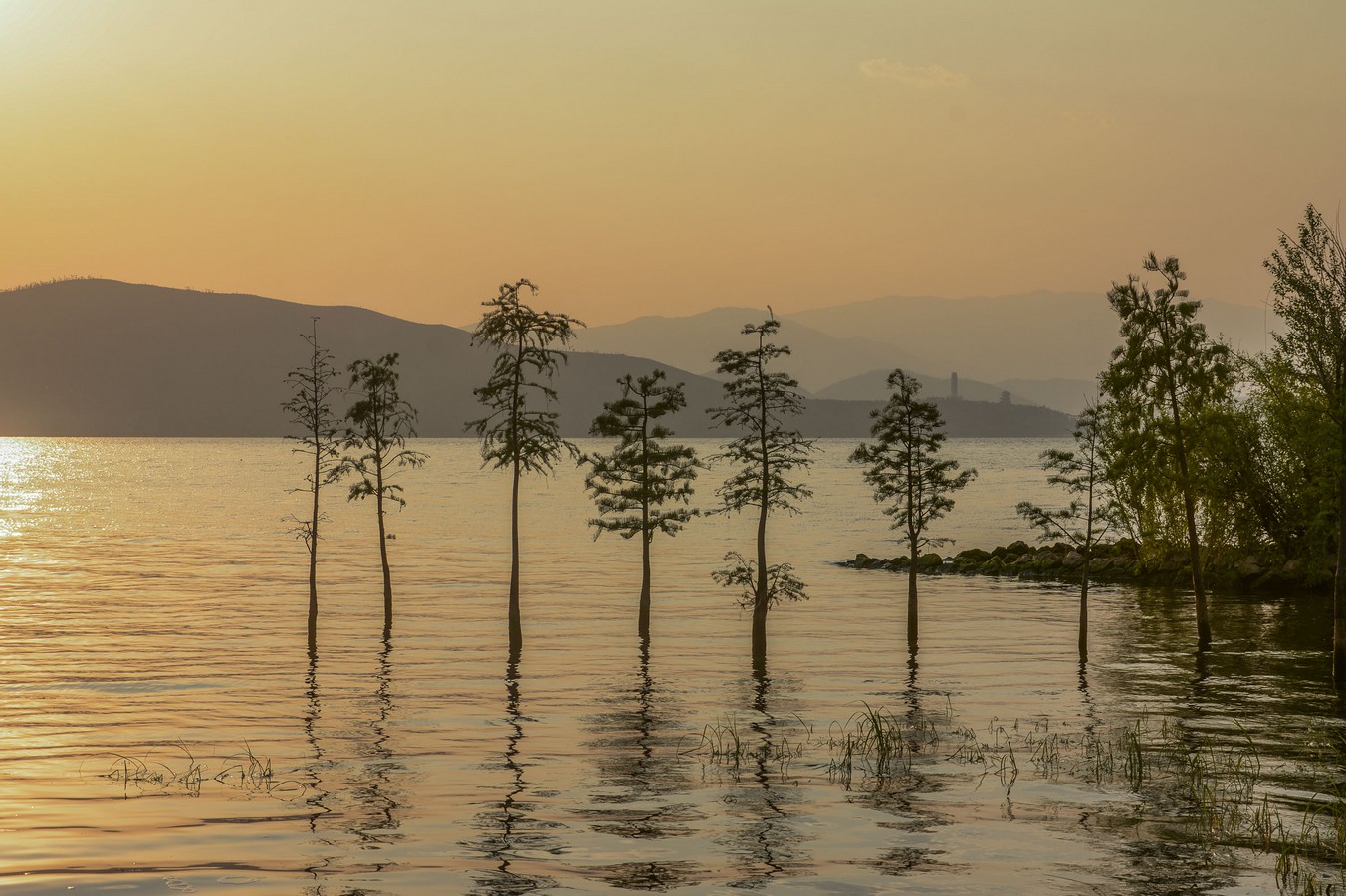 ימימה פלדמן