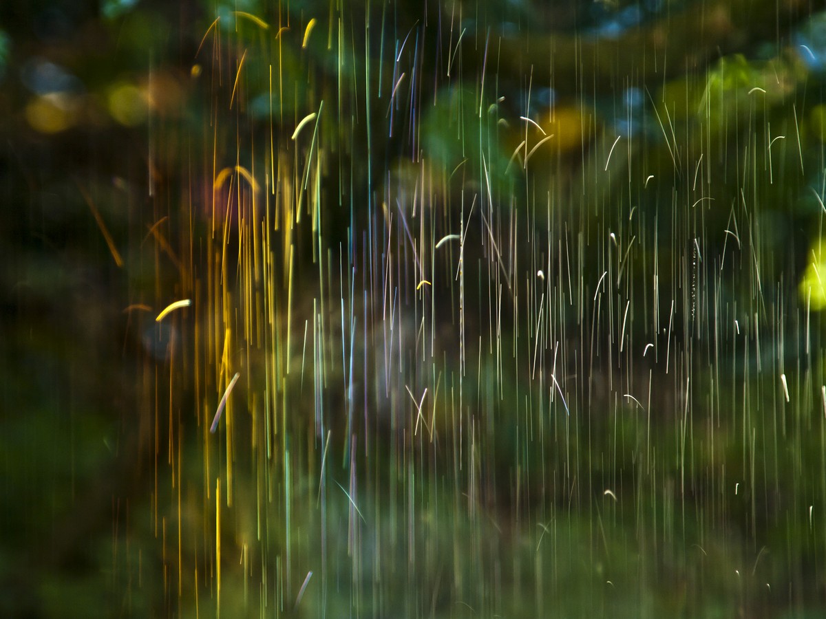 רינה בן יעקב