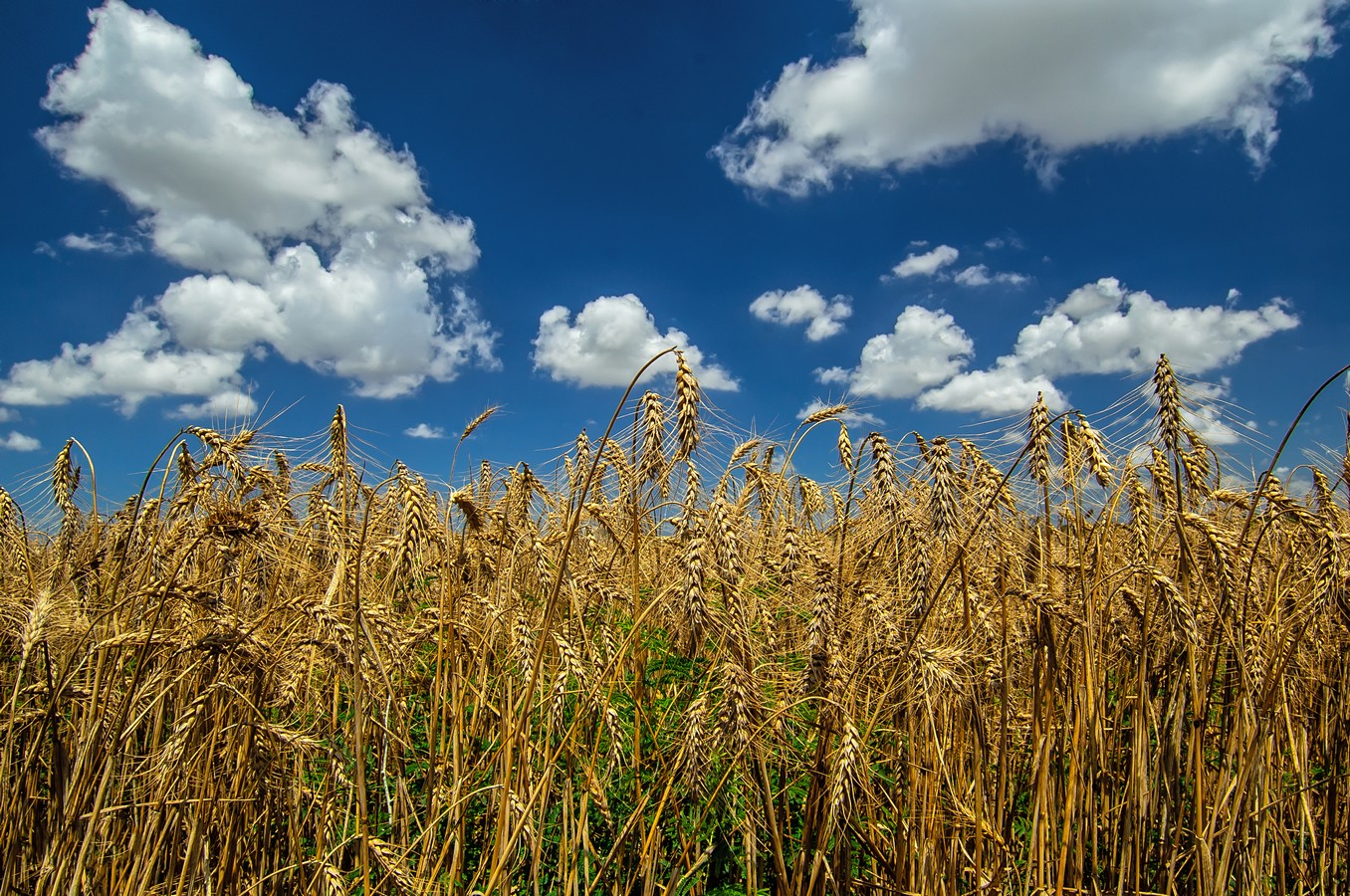 סמי  חזקיהו