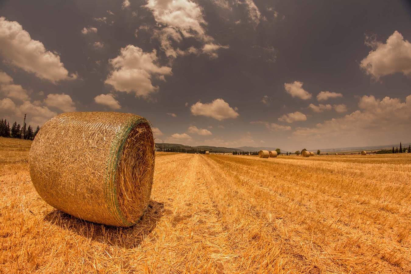 ימימה פלדמן