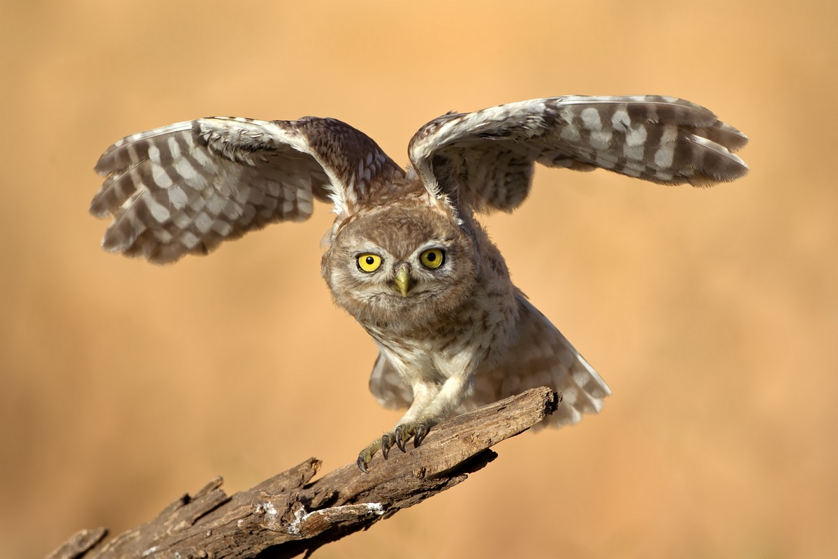 צילום: דוד דניאל