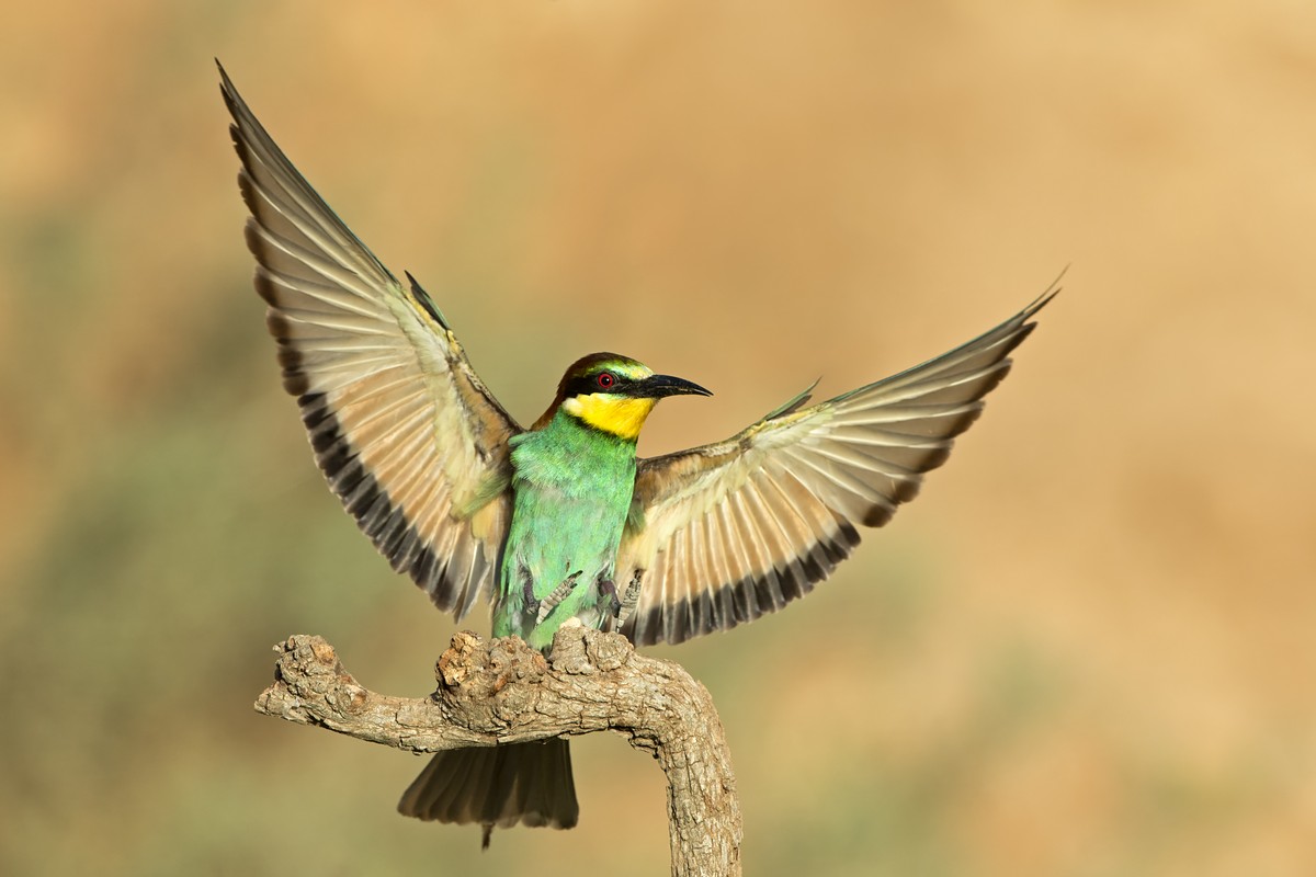 צילום: דוד דניאל