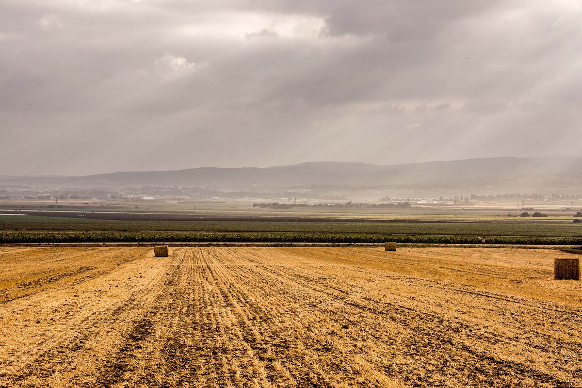 ימימה פלדמן