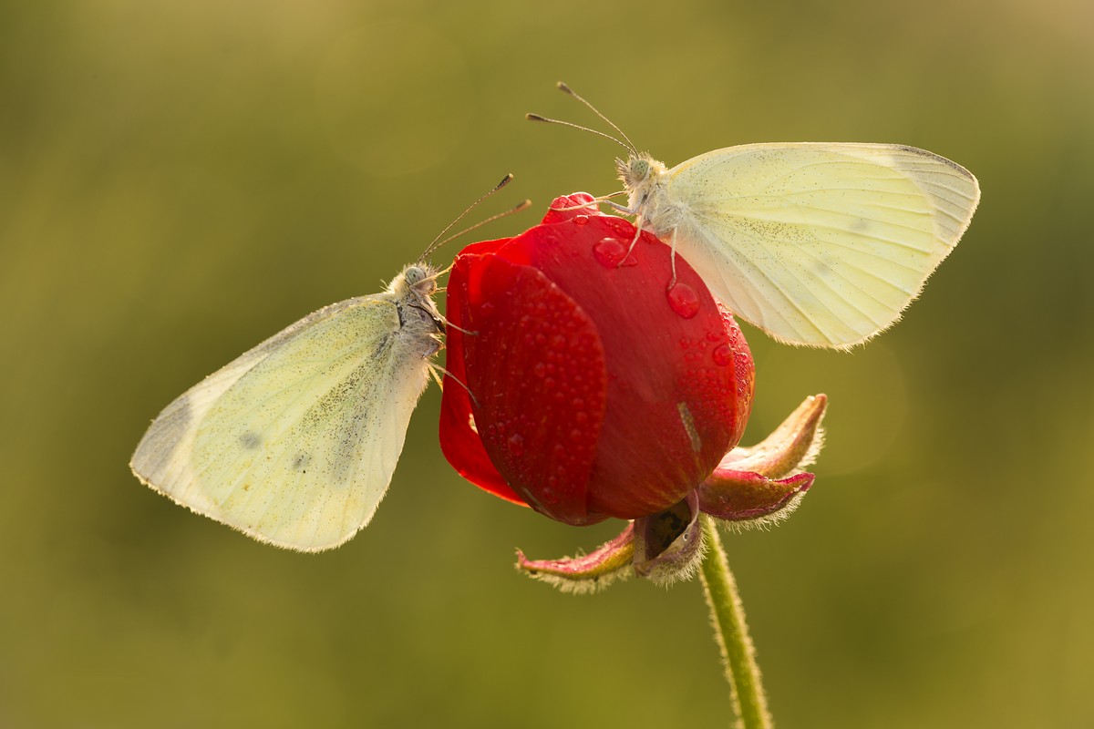 אביב מייסטר