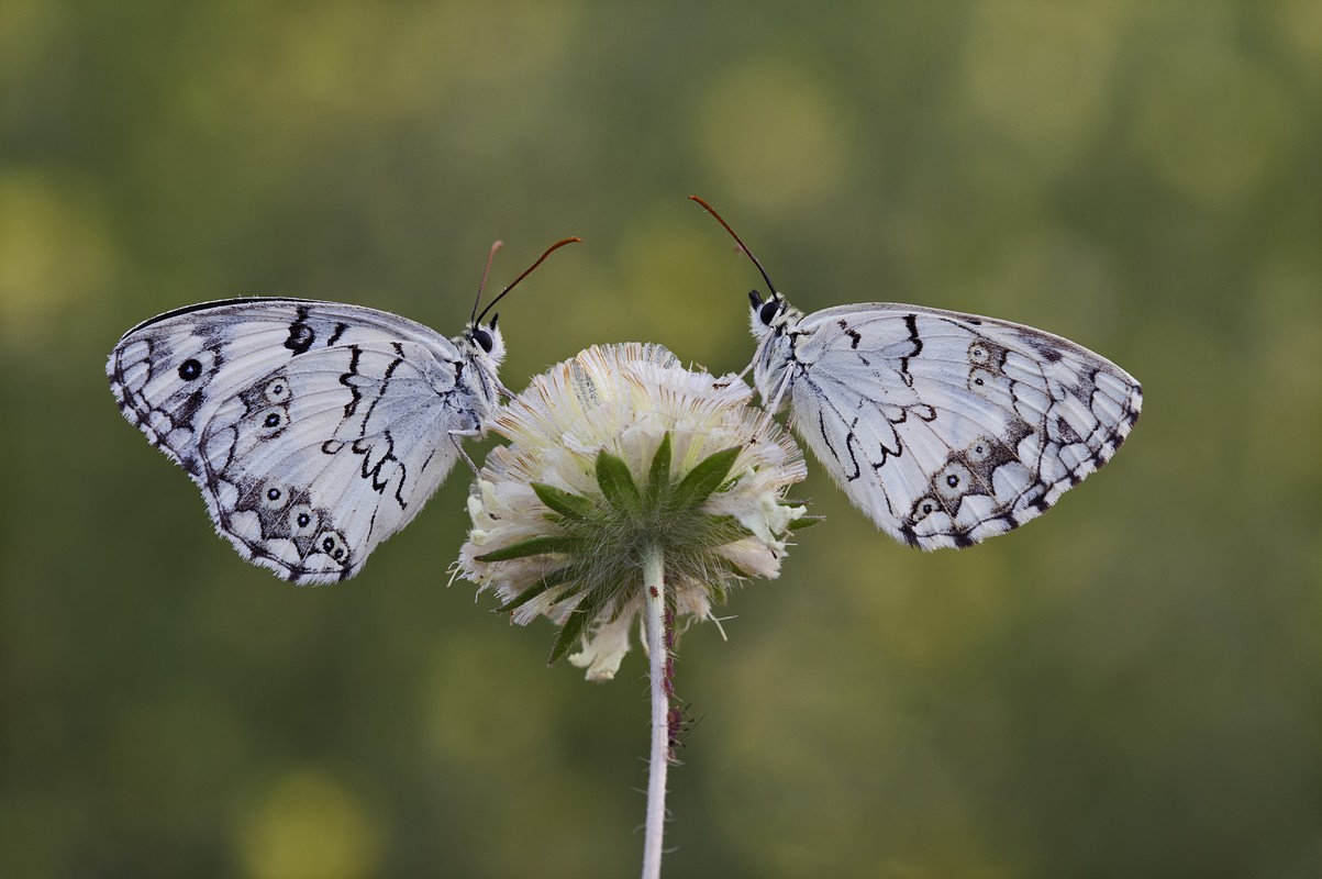 אביב מייסטר