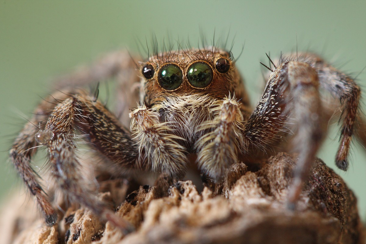 אביגדור קסטנבוים