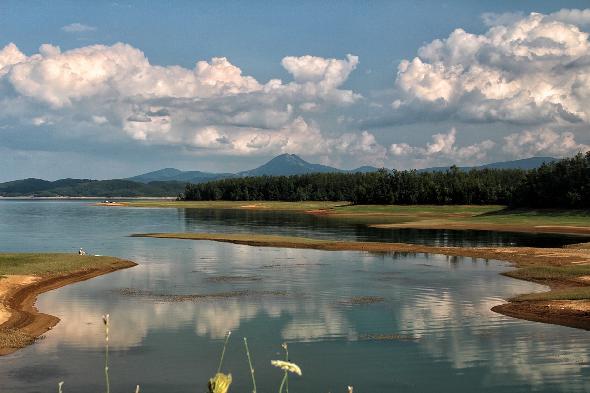 דרורה  בהרל 