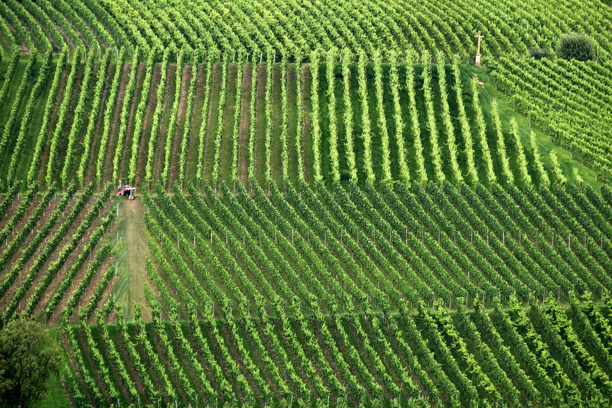 בנצי רוטשילד