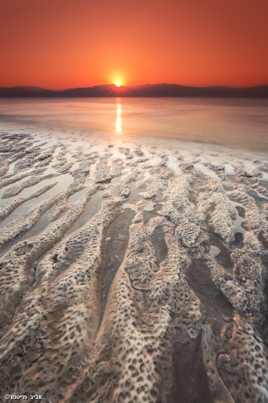 אביב מייסטר