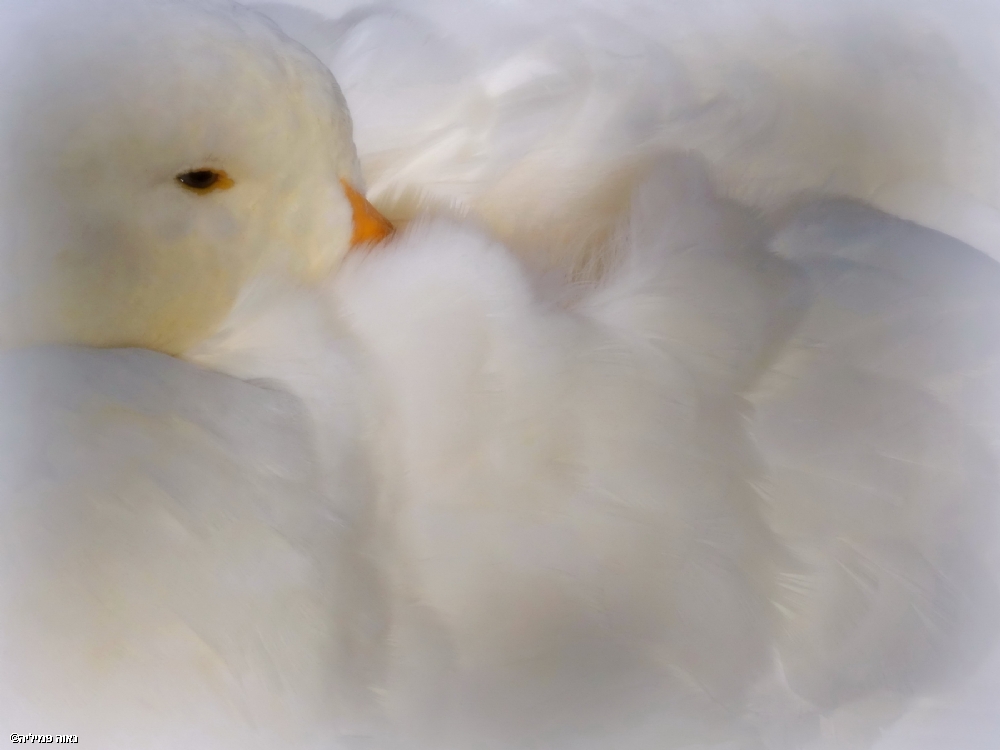 נאוה פמיליה