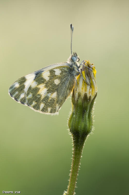 אביב מייסטר