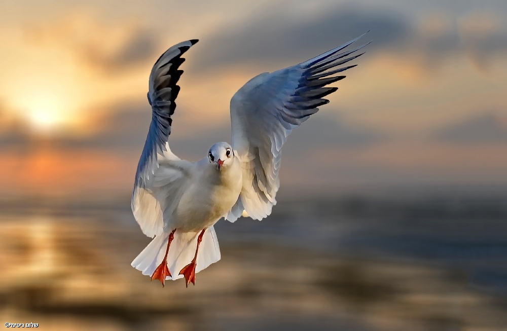 ‫שלום ניסימי‬‎