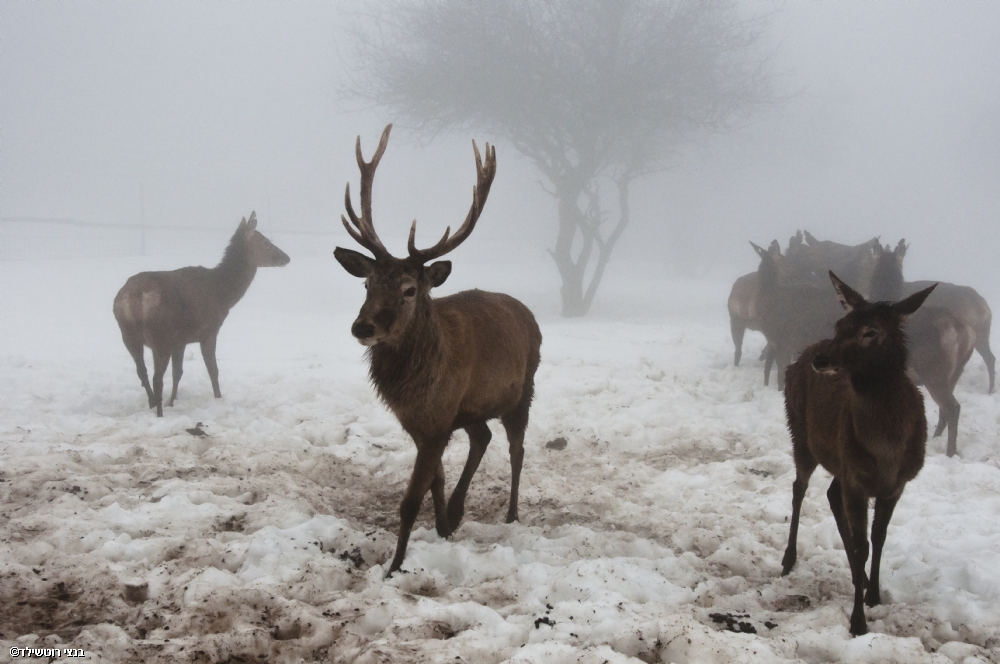 בנצי רוטשילד