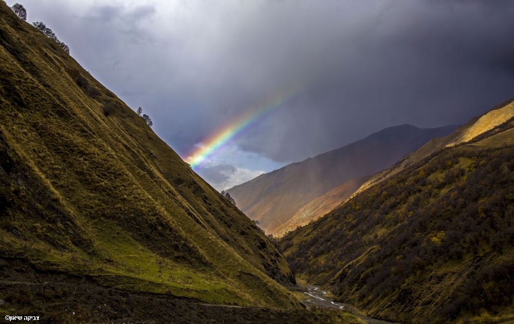 צביקה שיאון