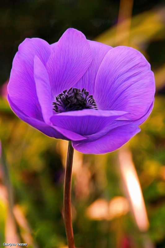 סמי  חזקיהו