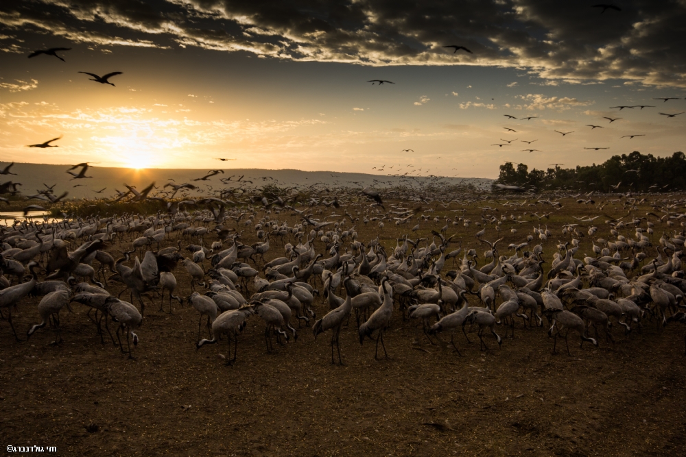חזי גולדנברג
