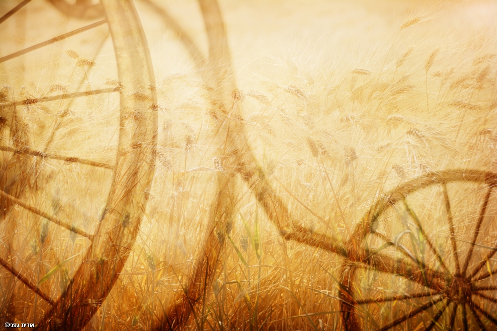 צילום: אורית גפני