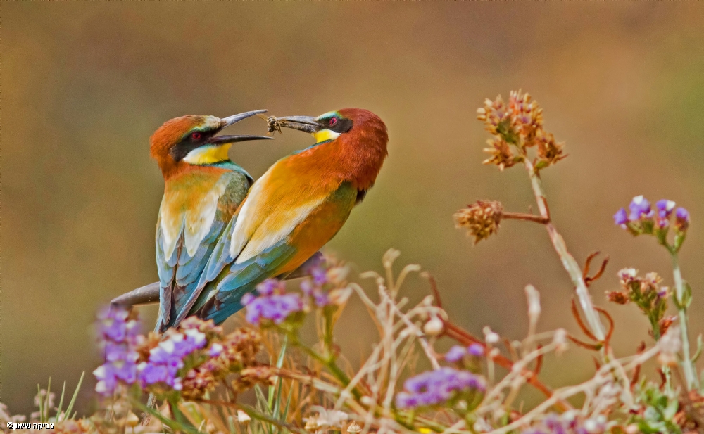 צביקה שיאון