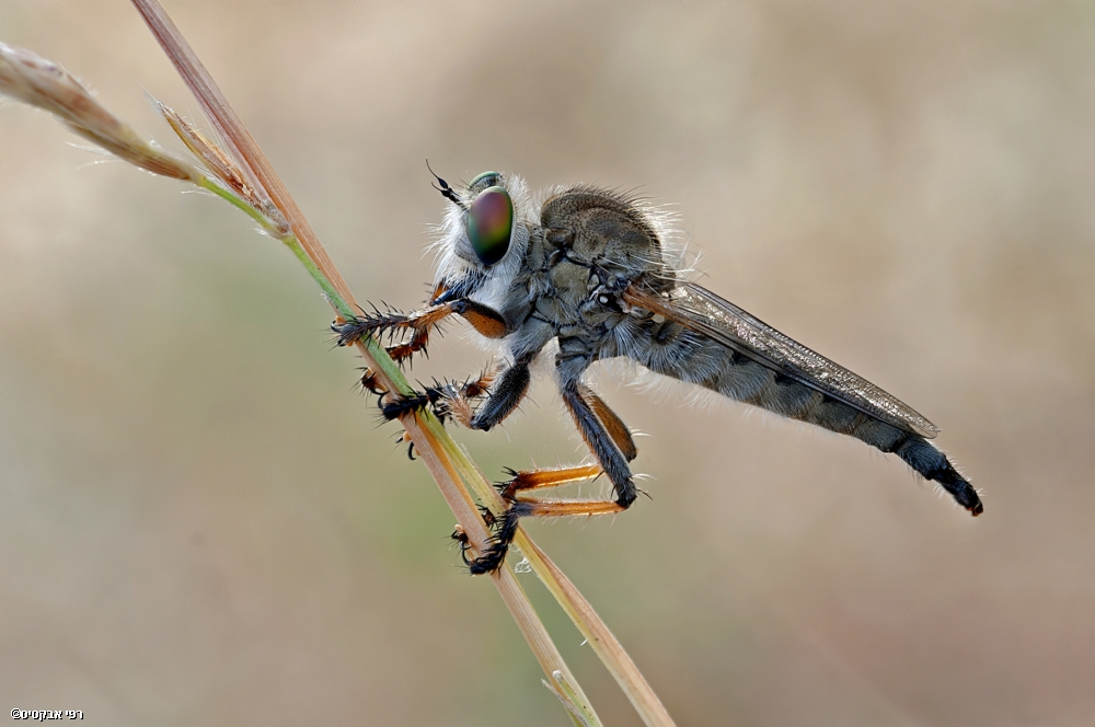 צילום: רפי אבקסיס