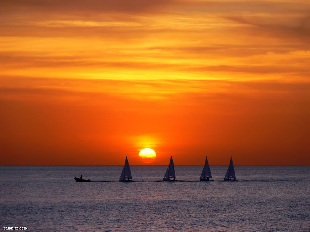 אלכס פרוטסוב