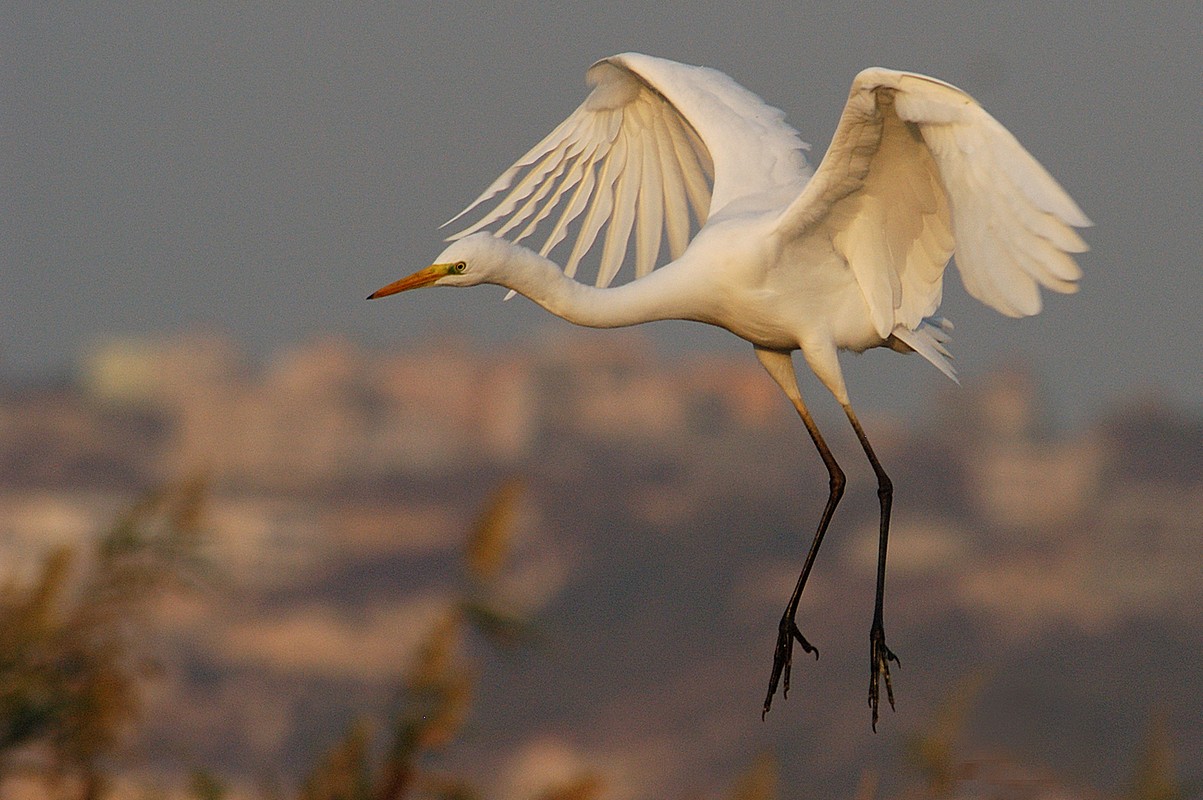 ליאור קיסרי