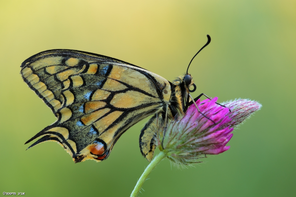 אביב מייסטר