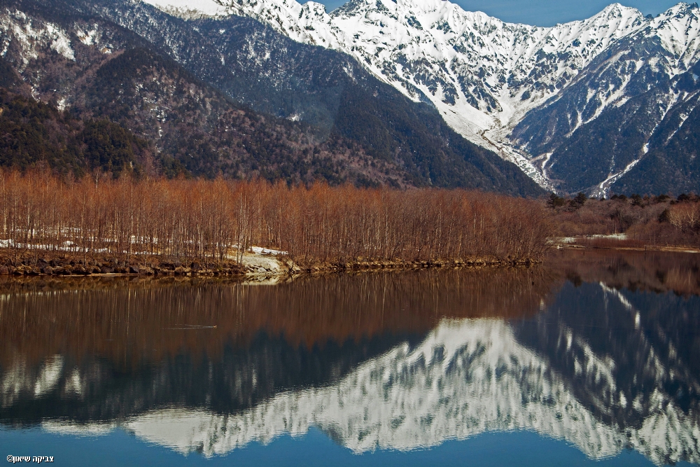 צביקה שיאון