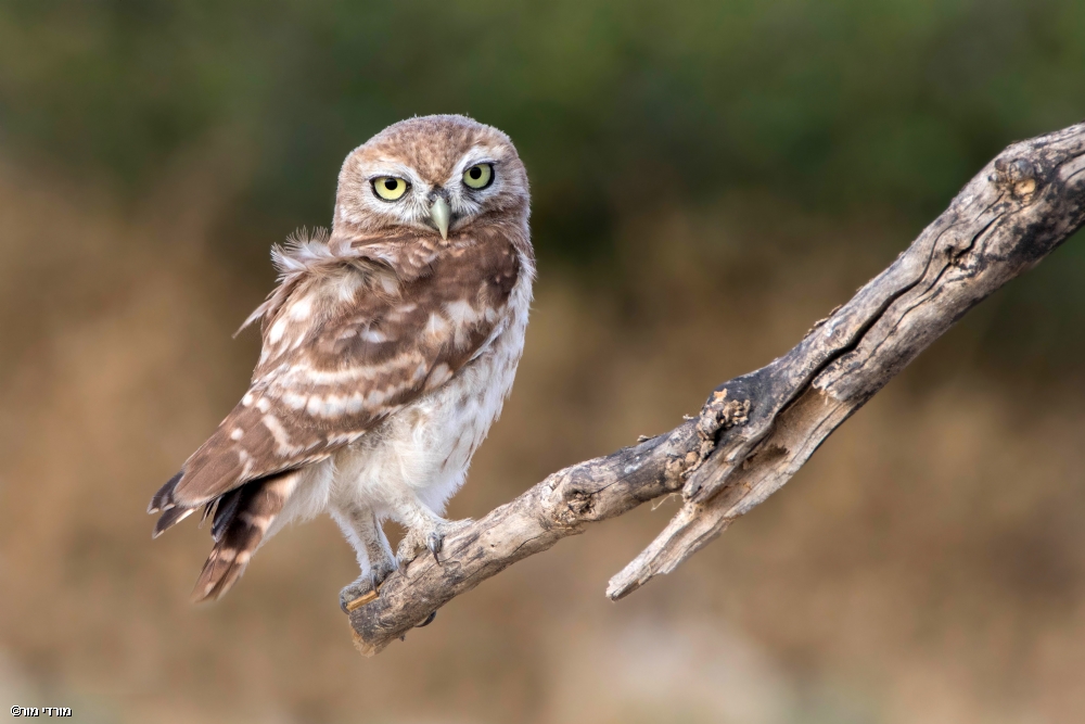 מורדי חוטובלי 