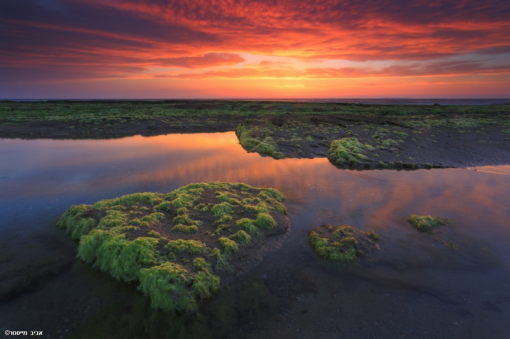 אביב מייסטר