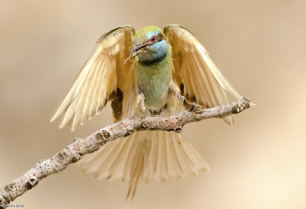 ‫שלום ניסימי‬‎