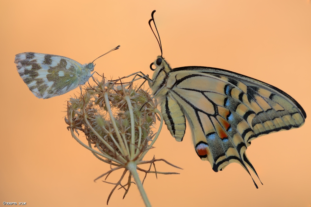 אביב מייסטר