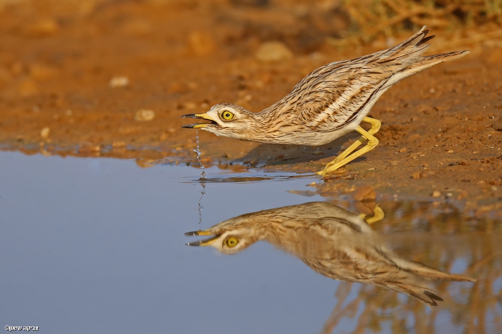 צביקה שיאון