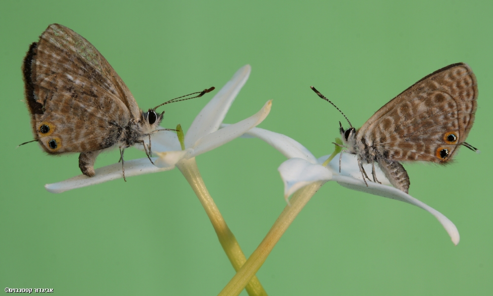 אביגדור קסטנבוים