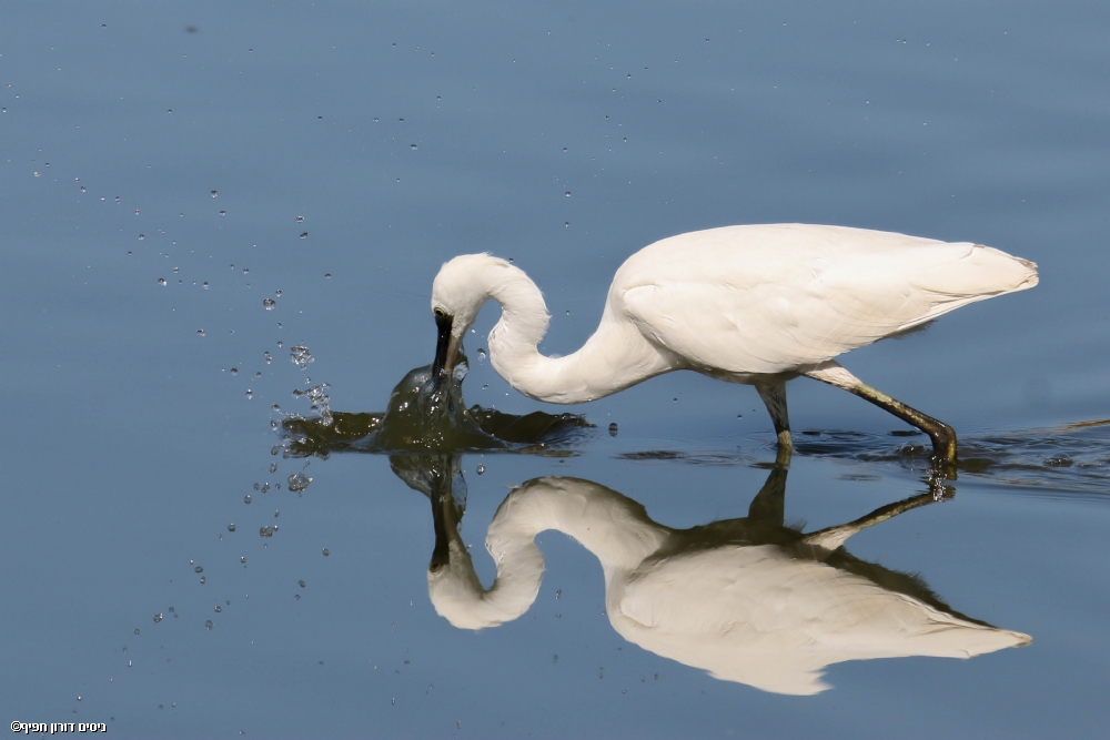 ניסים דורון חפיף