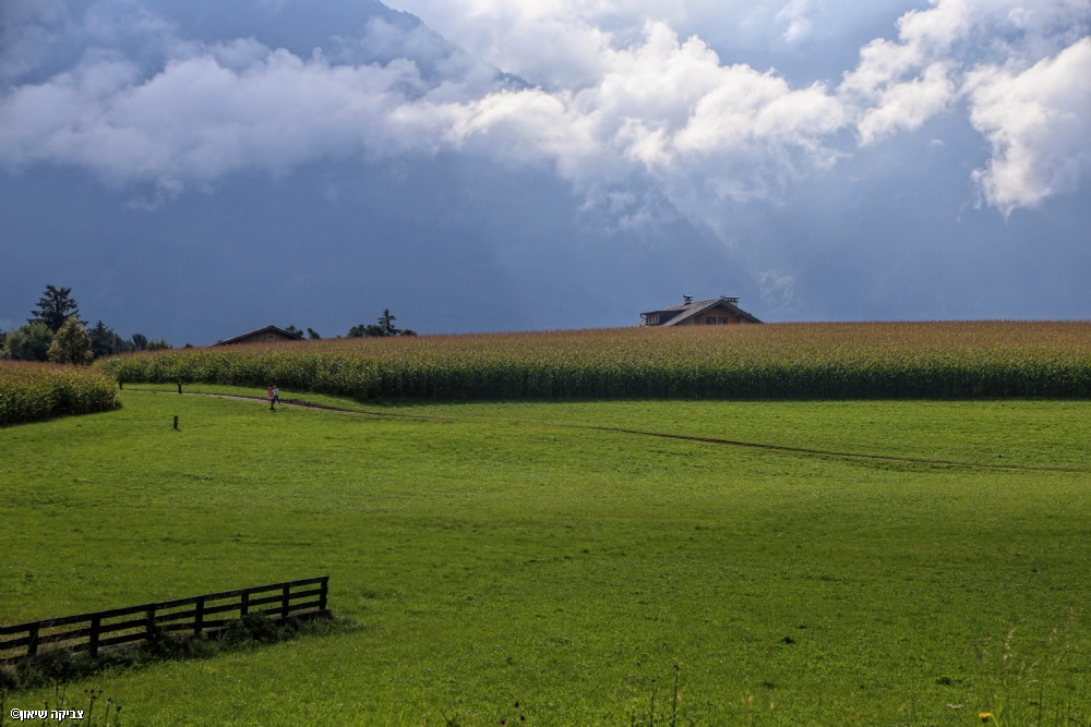 צביקה שיאון