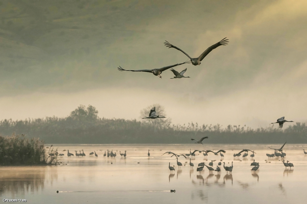 מורדי חוטובלי 