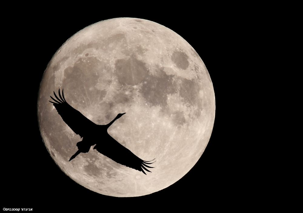 אביגדור קסטנבוים