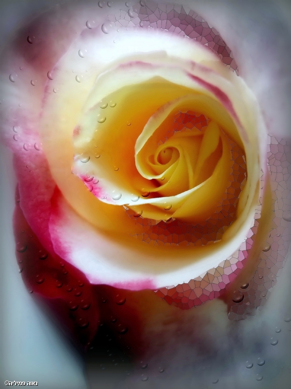 נאוה פמיליה