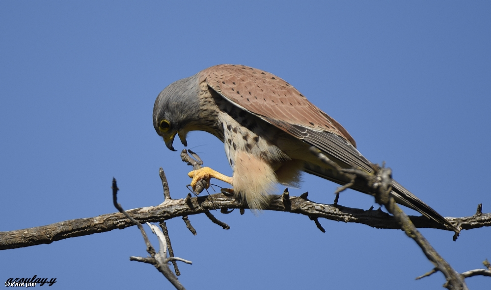 יוחנן אזולאי