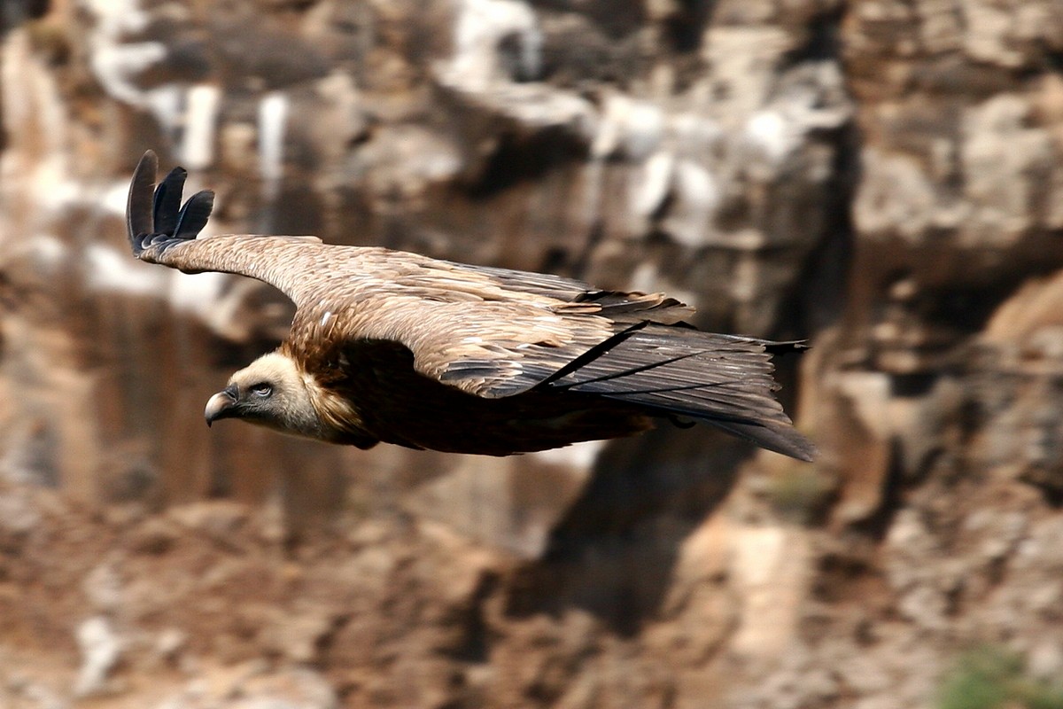 אלי יזרעאלב
