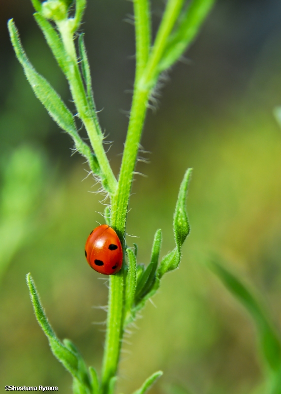 שושנה רימון