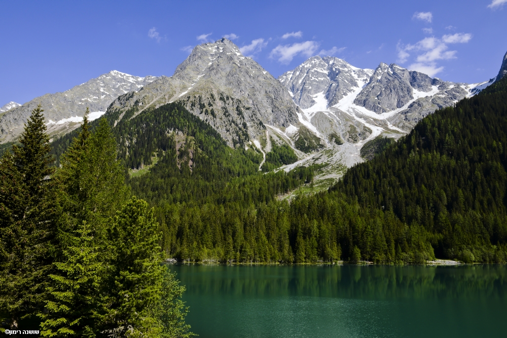שושנה רימון