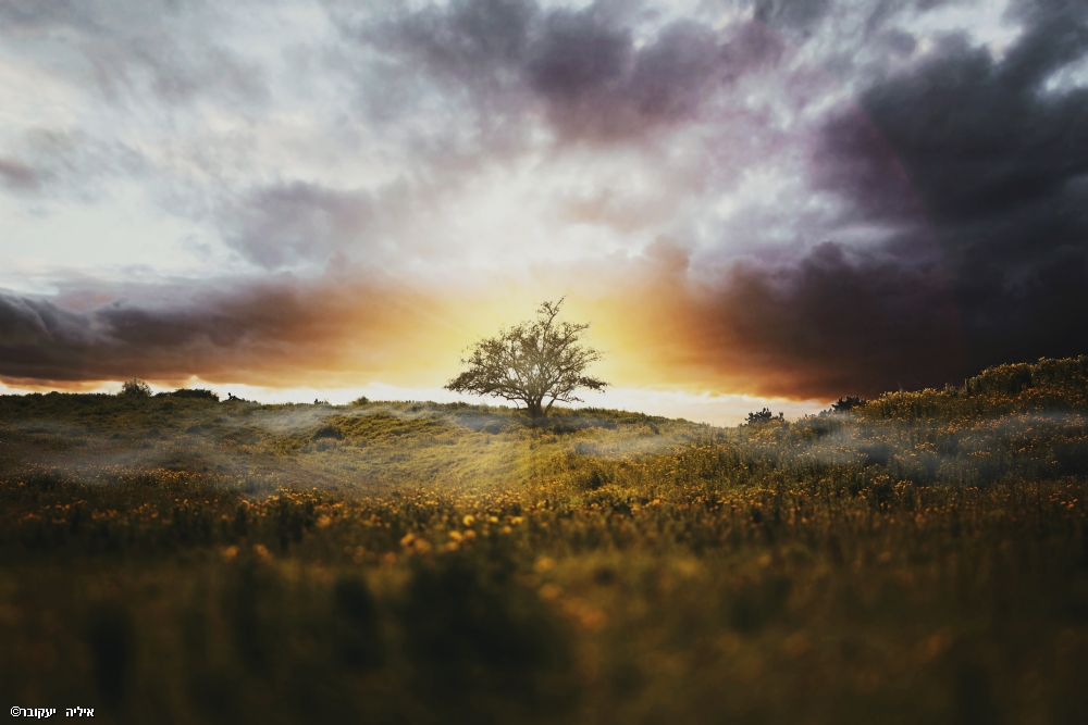 איליה   יעקובר