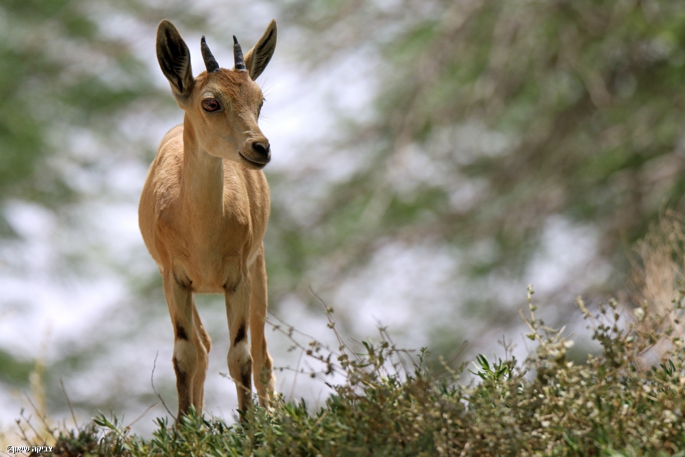 צביקה שיאון