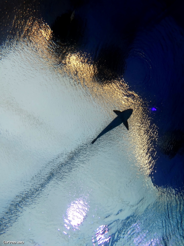 נאוה פמיליה